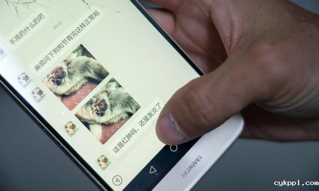 幸好有你,喵星人、汪星人的临时“奶爸”