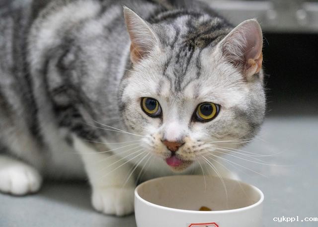 幸好有你,喵星人、汪星人的临时“奶爸”