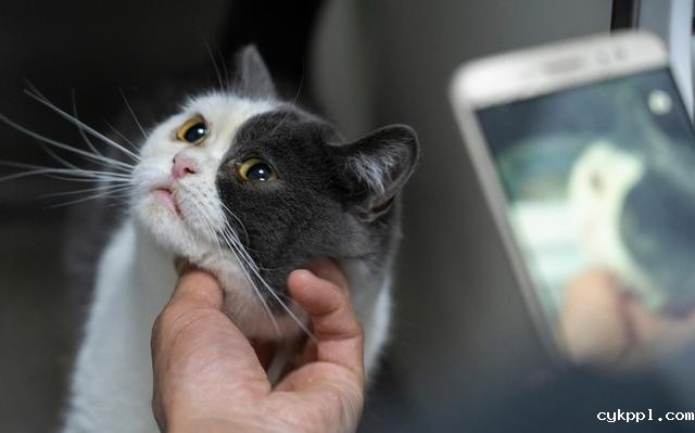 幸好有你,喵星人、汪星人的临时“奶爸”