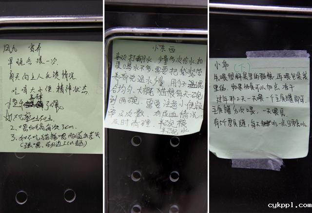 幸好有你,喵星人、汪星人的临时“奶爸”