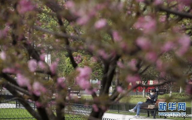 武汉正逐渐恢复“生活气息”