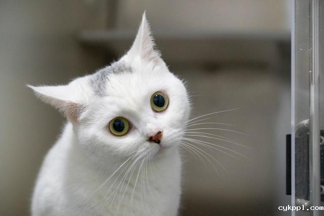 幸好有你，喵星人、汪星人的临时“奶爸”