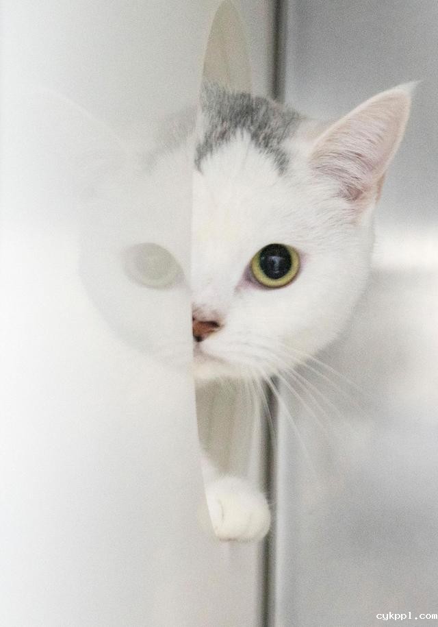 幸好有你，喵星人、汪星人的临时“奶爸”