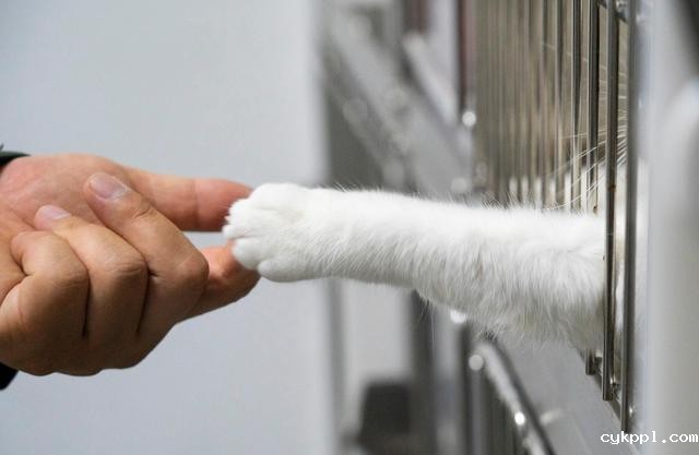 幸好有你，喵星人、汪星人的临时“奶爸”