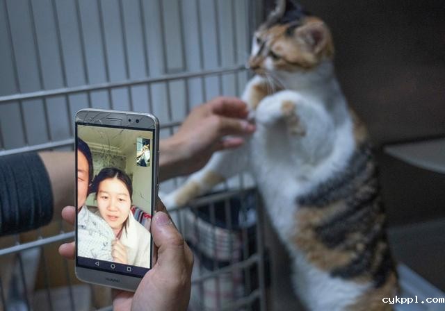 幸好有你，喵星人、汪星人的临时“奶爸”