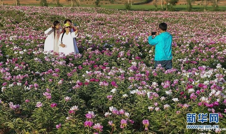 辽宁阜新:芍药花开引游人 (社会)(1)辽宁阜新:芍药花开引游人