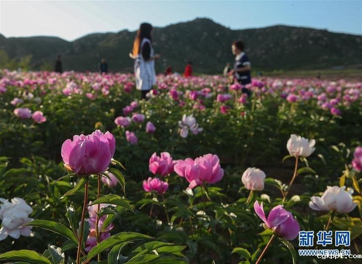 辽宁阜新:芍药花开引游人 (社会)(2)辽宁阜新:芍药花开引游人