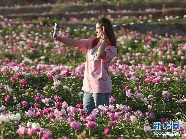 辽宁阜新:芍药花开引游人 (社会)(4)辽宁阜新:芍药花开引游人