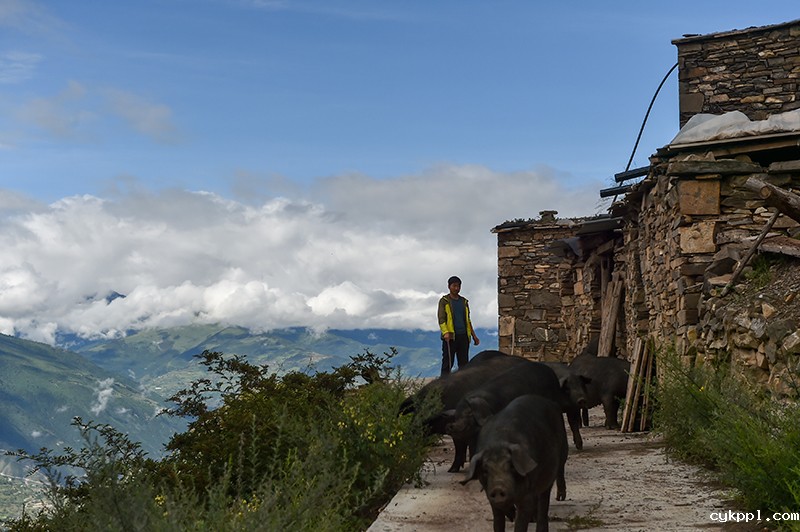 在云端的“网红”扶贫书记