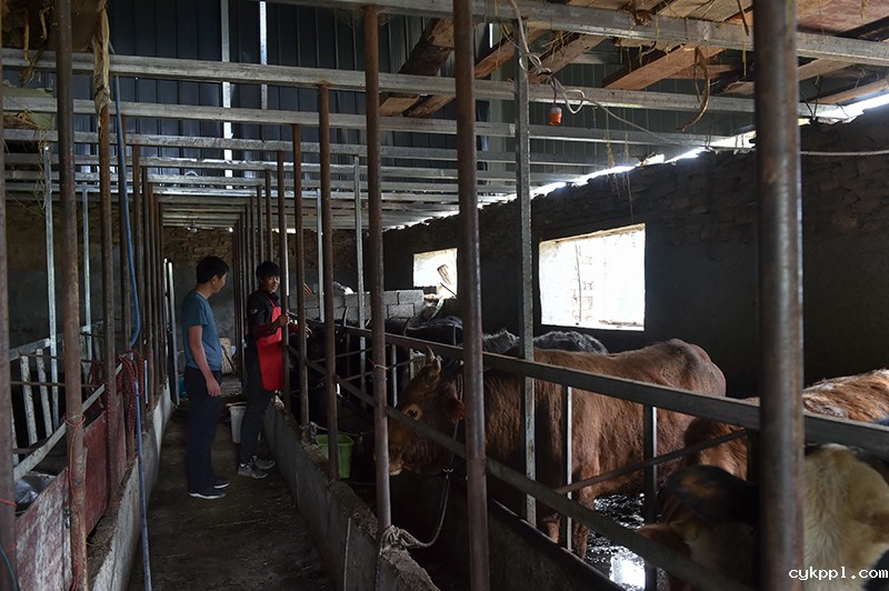 在云端的“网红”扶贫书记