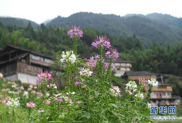 广西龙胜:梯田花海暑日娇 (环境)(3)广西龙胜:梯田花海暑日娇