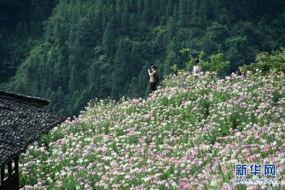 广西龙胜:梯田花海暑日娇 (环境)(2)广西龙胜:梯田花海暑日娇