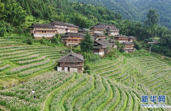 广西龙胜:梯田花海暑日娇 (环境)(1)广西龙胜:梯田花海暑日娇