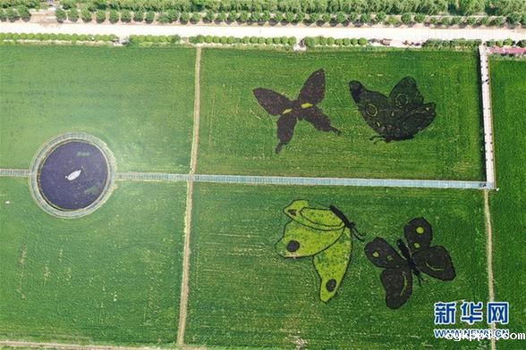 宁夏贺兰：稻田画引客来