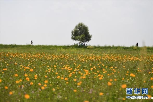 盛夏金莲川美景 (环境)(1)盛夏金莲川美景