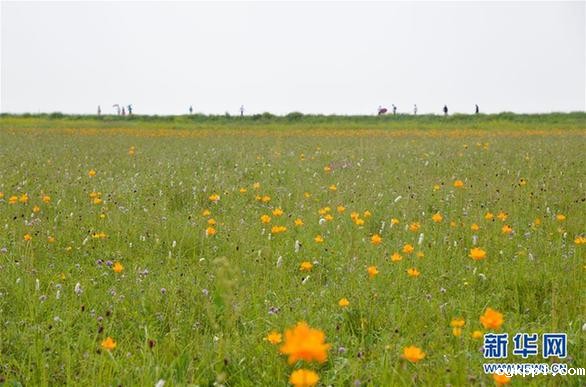 盛夏金莲川美景 (环境)(3)盛夏金莲川美景