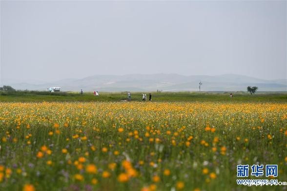 盛夏金莲川美景 (环境)(4)盛夏金莲川美景