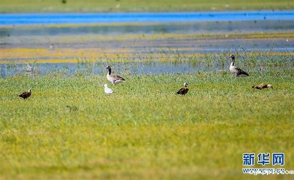 候鸟安居鄂尔多斯湿地