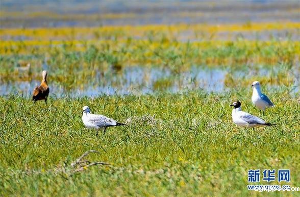 候鸟安居鄂尔多斯湿地