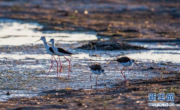 候鸟安居鄂尔多斯湿地