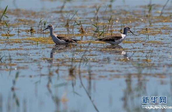 候鸟安居鄂尔多斯湿地