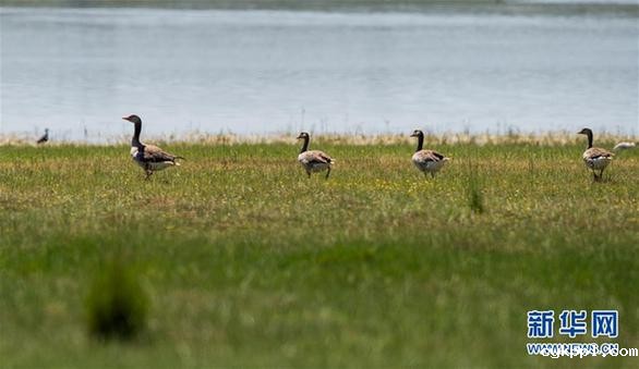 候鸟安居鄂尔多斯湿地