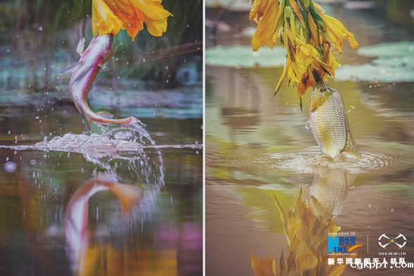 【“飞阅”中国】美!“鱼吃花” 画面生趣灵动