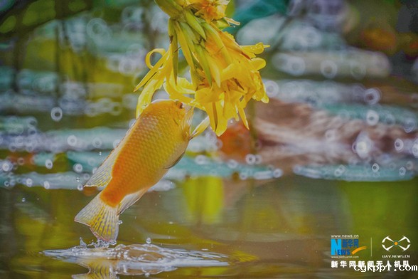 【“飞阅”中国】美!“鱼吃花” 画面生趣灵动