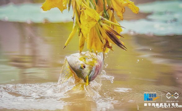 【“飞阅”中国】美!“鱼吃花” 画面生趣灵动