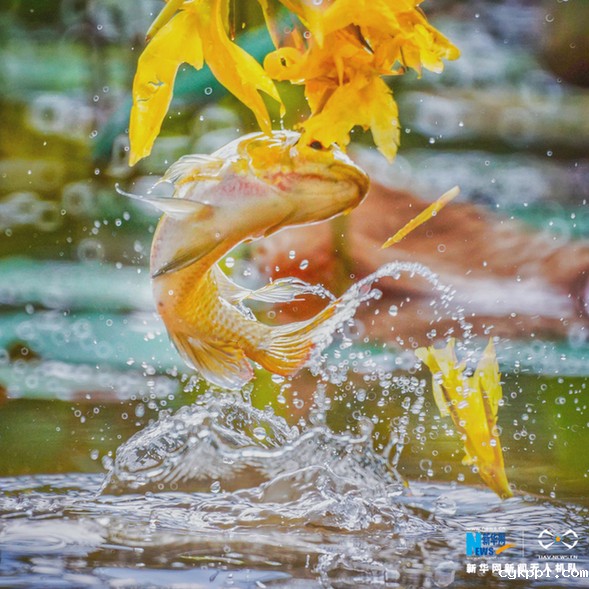 【“飞阅”中国】美!“鱼吃花” 画面生趣灵动