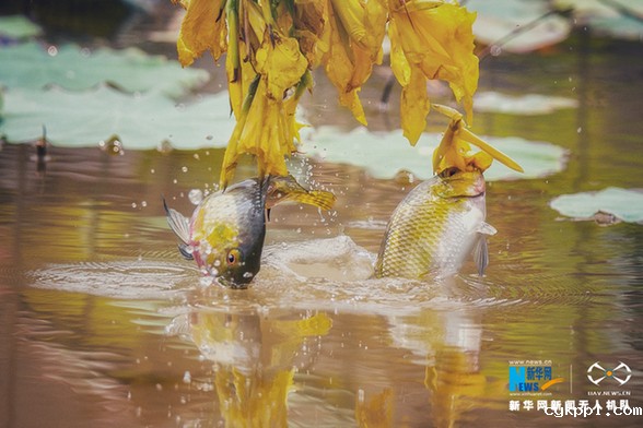【“飞阅”中国】美!“鱼吃花” 画面生趣灵动