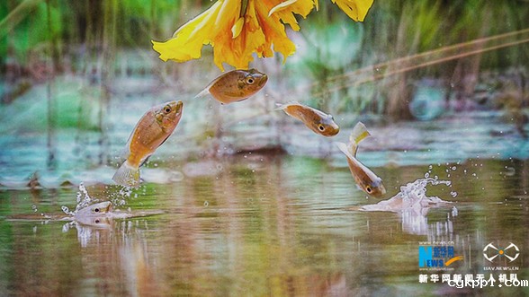 【“飞阅”中国】美!“鱼吃花” 画面生趣灵动