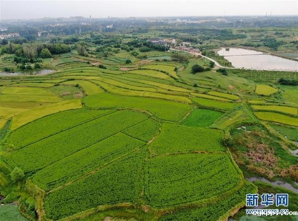 乡村稻田“调色板”