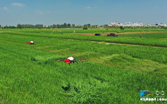 【“飞阅”中国】植保无人机助力王家坝灾后生产自救