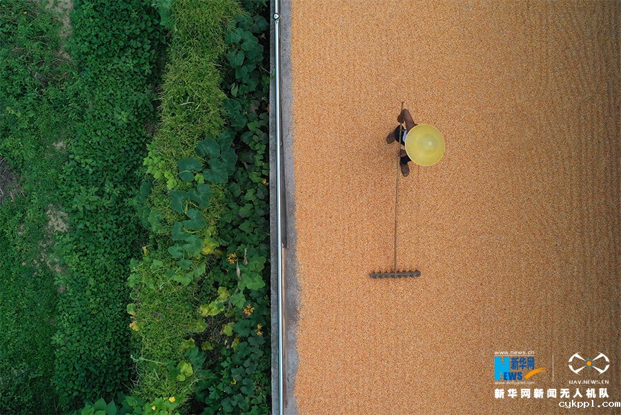 【“飞阅”中国】无人机视角下的丰收者 这低头的样子真美！