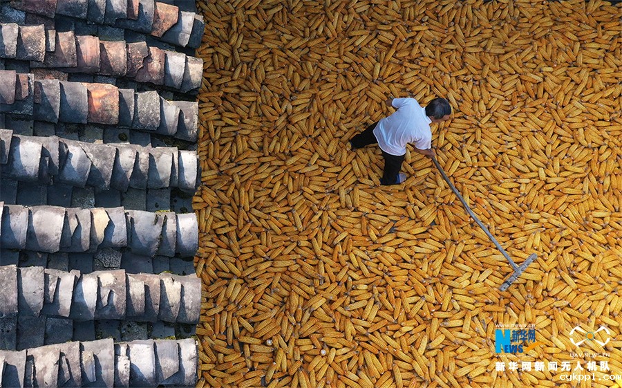 【“飞阅”中国】无人机视角下的丰收者 这低头的样子真美！