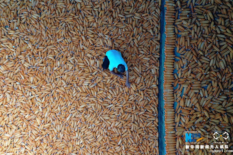 【“飞阅”中国】无人机视角下的丰收者 这低头的样子真美！