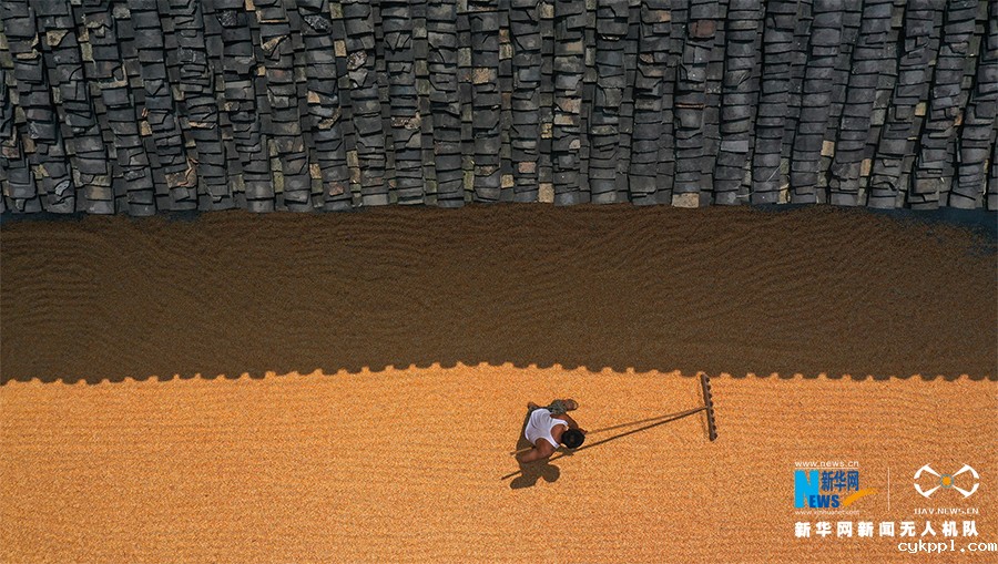 【“飞阅”中国】无人机视角下的丰收者 这低头的样子真美！
