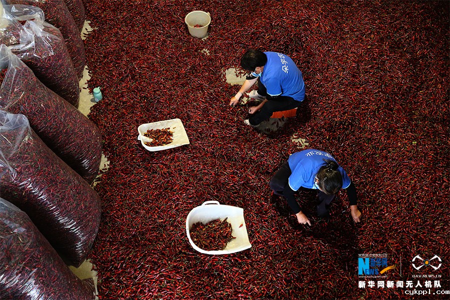 重庆黔江：“扶贫辣椒”分外红