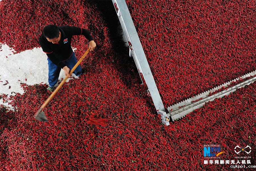 重庆黔江：“扶贫辣椒”分外红