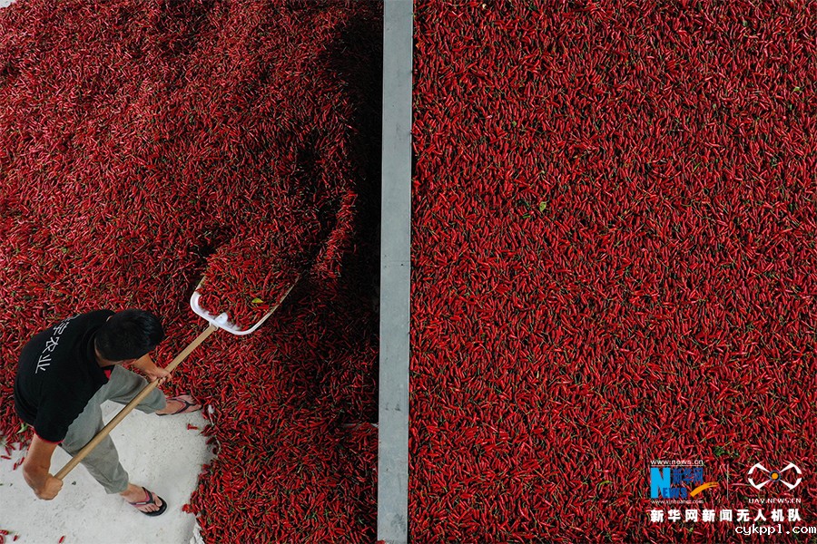 重庆黔江：“扶贫辣椒”分外红