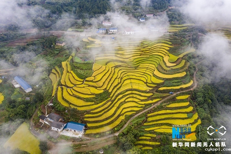 【“飞阅”中国】高山冷水稻绘就“田园诗”
