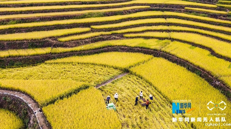 【“飞阅”中国】高山冷水稻绘就“田园诗”