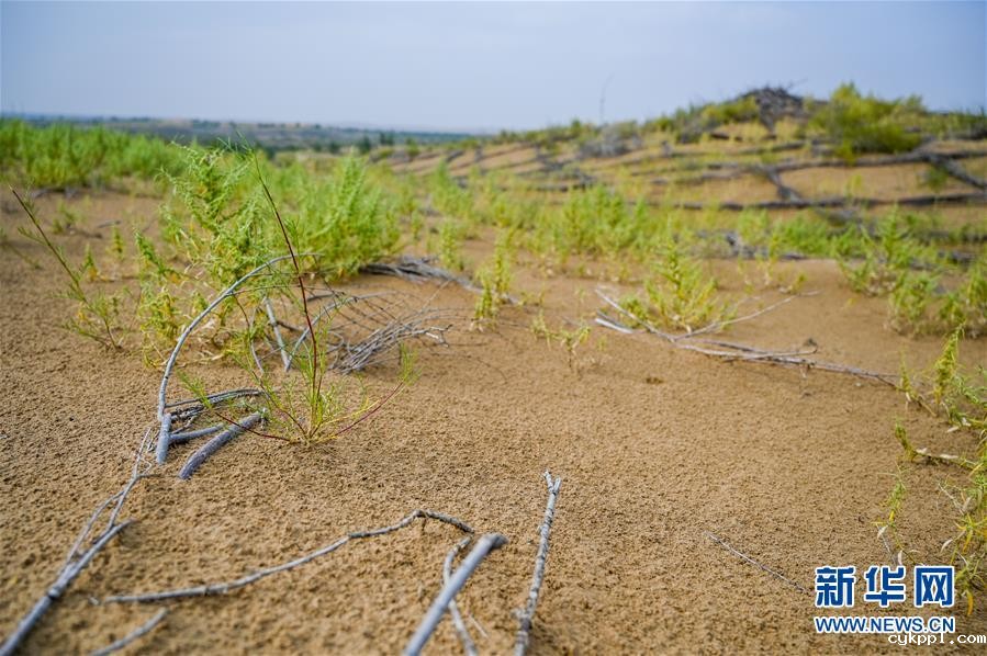 库布其沙漠披绿装