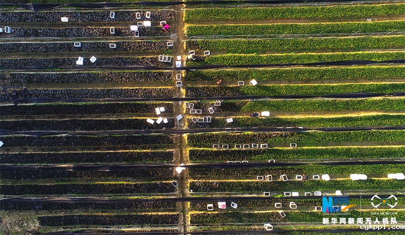 航拍重庆酉阳：初冬时节移栽脱贫油茶苗