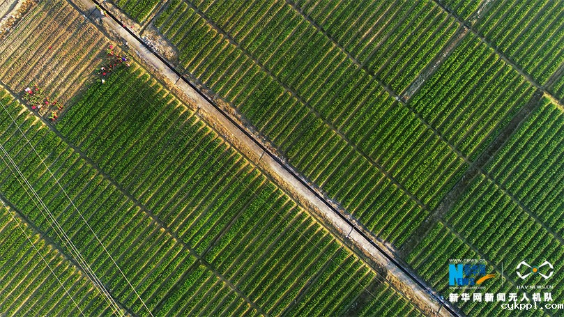航拍重庆酉阳：初冬时节移栽脱贫油茶苗
