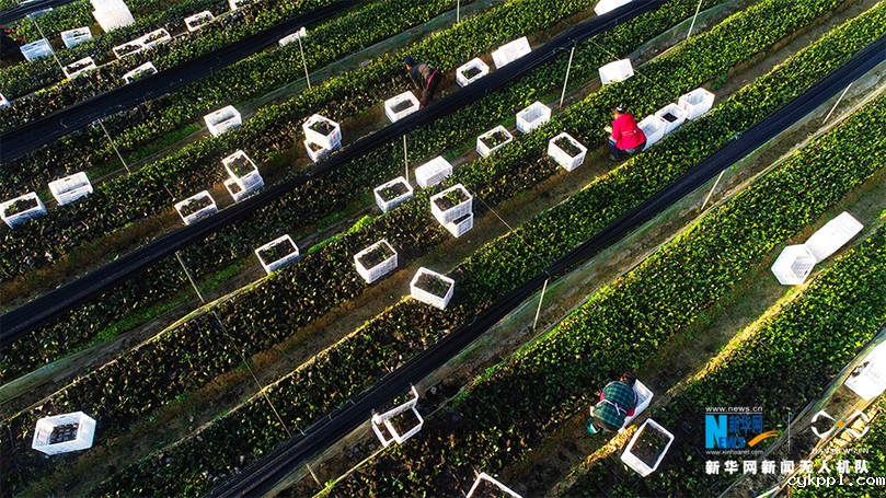 航拍重庆酉阳：初冬时节移栽脱贫油茶苗