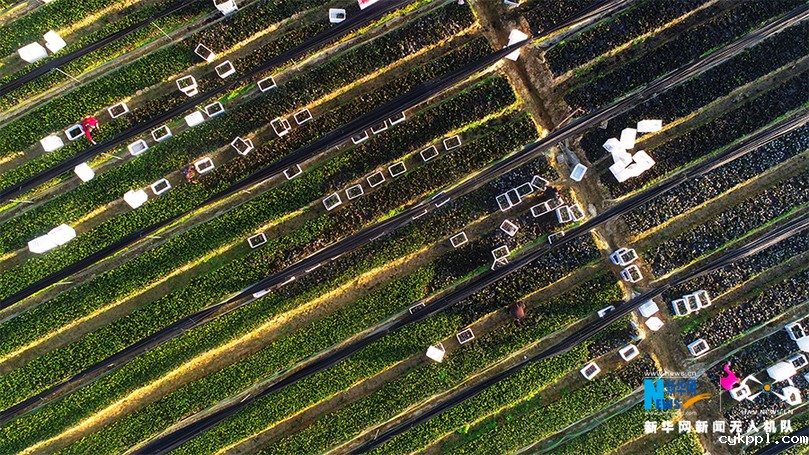 航拍重庆酉阳：初冬时节移栽脱贫油茶苗