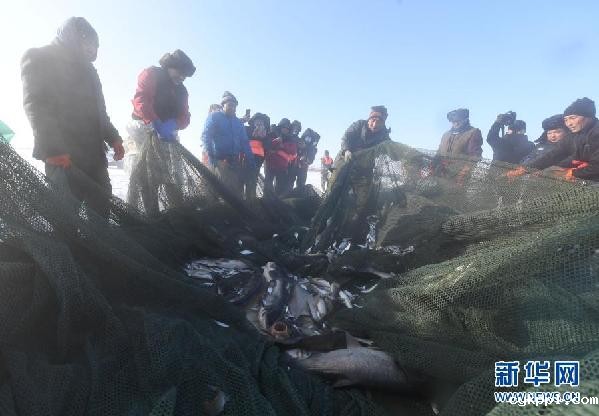 新疆乌伦古湖迎来“冬捕”季