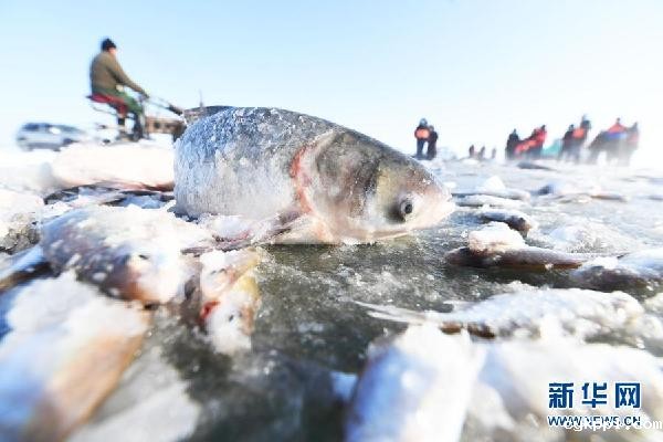 新疆乌伦古湖迎来“冬捕”季